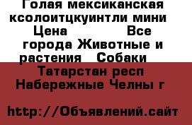 Голая мексиканская ксолоитцкуинтли мини › Цена ­ 20 000 - Все города Животные и растения » Собаки   . Татарстан респ.,Набережные Челны г.